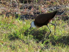 Actophilornis africanus