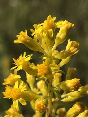 Solidago speciosa