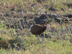 Actophilornis africanus