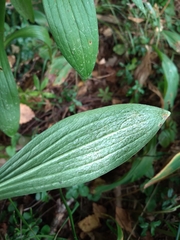 Lilium martagon