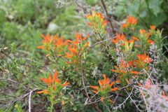 Castilleja glandulosa