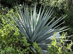 Yucca schottii