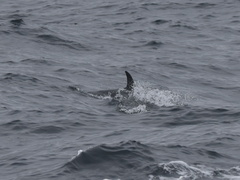 Delphinidae