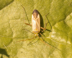 Adelphocoris lineolatus