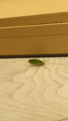 Pterophylla camellifolia