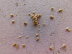 Plodia interpunctella