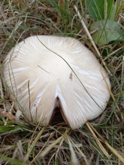 Agaricus campestris