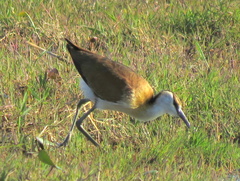 Actophilornis africanus