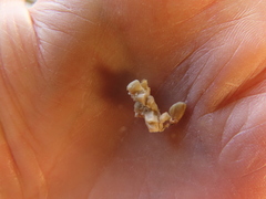 Plodia interpunctella