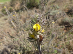 Aspalathus asparagoides asparagoides