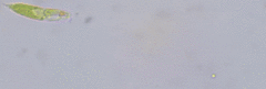 Euglena