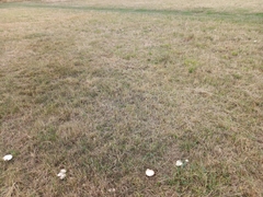 Agaricus campestris