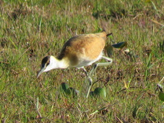 Actophilornis africanus