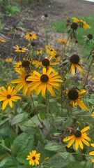 Rudbeckia