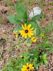 Rudbeckiinae