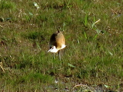Actophilornis africanus