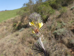 Aspalathus asparagoides asparagoides