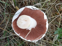 Agaricus campestris