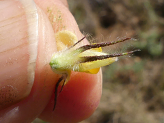 Aspalathus asparagoides asparagoides
