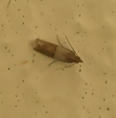 Plodia interpunctella