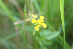 Rorippa