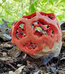 Clathrus ruber
