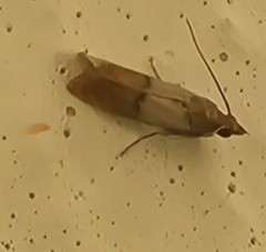 Plodia interpunctella