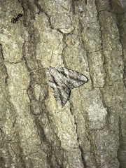 Catocala flebilis