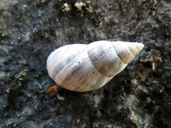 Orthalicoidea