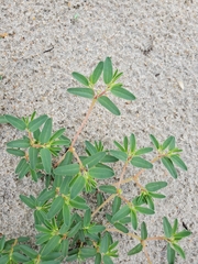 Euphorbia polygonifolia