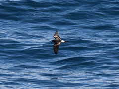 Hydrobates leucorhous