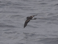 Hydrobates leucorhous