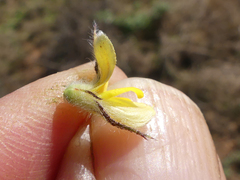 Aspalathus asparagoides asparagoides