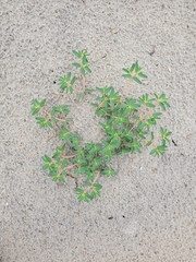 Euphorbia polygonifolia