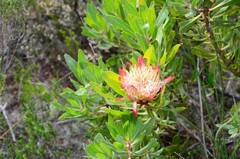 Protea