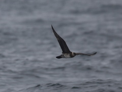 Stercorarius longicaudus