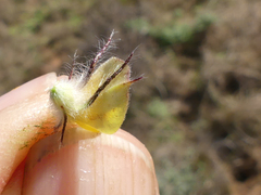 Aspalathus asparagoides asparagoides