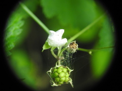 Rubus caesius