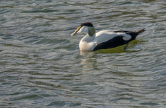 Somateria mollissima