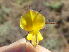 Aspalathus asparagoides asparagoides