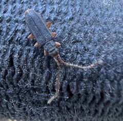 Uleiota planata