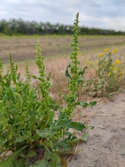 Rumex stenophyllus