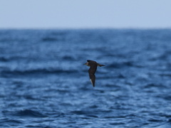 Stercorarius longicaudus