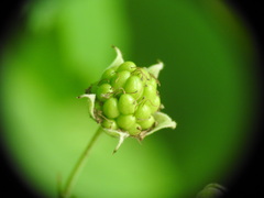 Rubus caesius