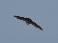 Stercorarius longicaudus