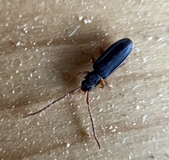 Uleiota planata
