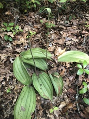 Cypripedium acaule
