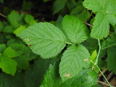 Rubus caesius