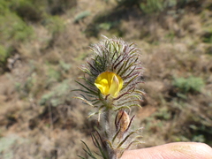 Aspalathus asparagoides asparagoides