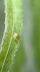 Misumessus oblongus